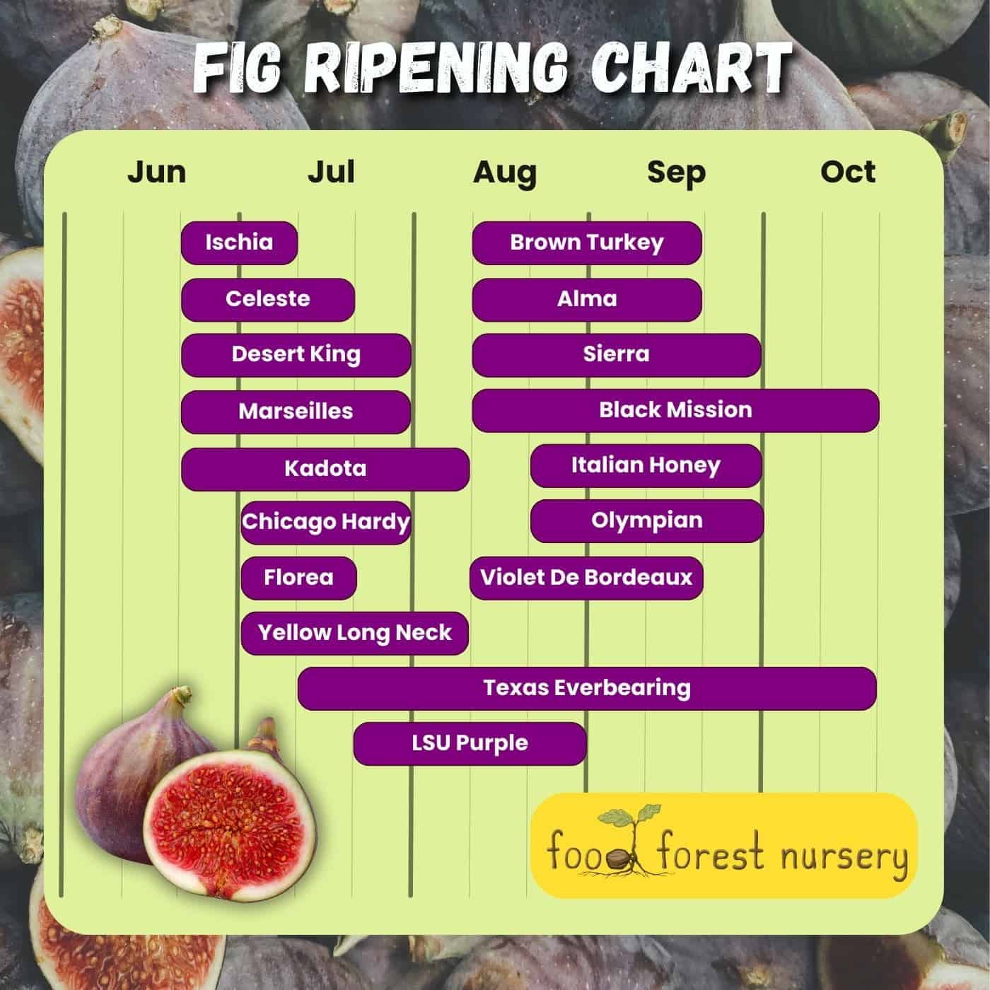 Fig Ripening Chart 1 • C H E W I N G T H E F A T