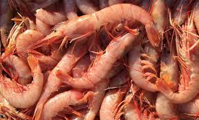 Pile of raw pink shrimp with shells and tails, tightly packed together.