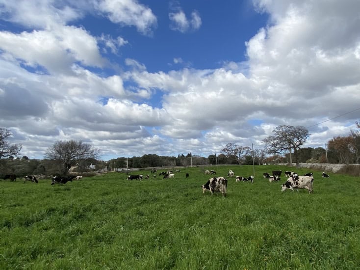 Dairy cows grazing at Masseria Fragnite in Ceglie Messapica, Puglia.